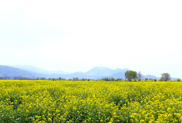 Obraz premium 信州 いいやま菜の花畑