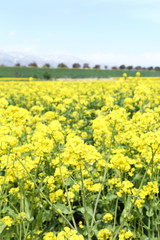 Obraz premium 信州 いいやま菜の花畑