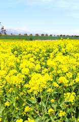 信州　いいやま菜の花畑