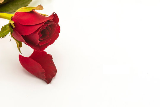 A red rose On a white background