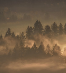Obraz premium Foggy Trees - Oregon