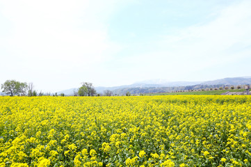Fototapeta premium 信州 いいやま菜の花畑