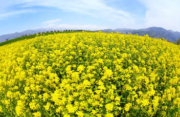 Obraz premium 信州 いいやま菜の花畑