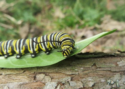 Caterpillar Monarch on green leaf in Florida wild, closeup