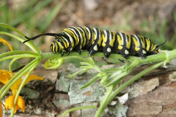 Monarch caterpillar on plant in Florida nature, closeup 