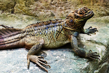 Large old iguana rests on the stones of a sun-heated rock. Unique and rare animals in the wild
