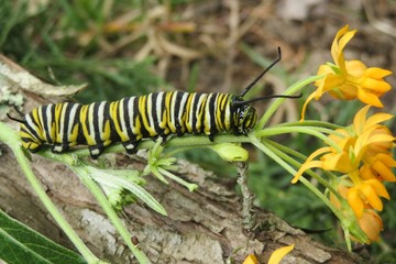Caterpillar Monarch on plant in Florida nature, closeup 