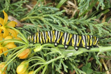 Caterpillar Monarch on asclepias flowers in Florida nature, closeup