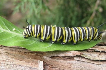 Caterpillar Monarch on green leaf in Florida wild, closeup