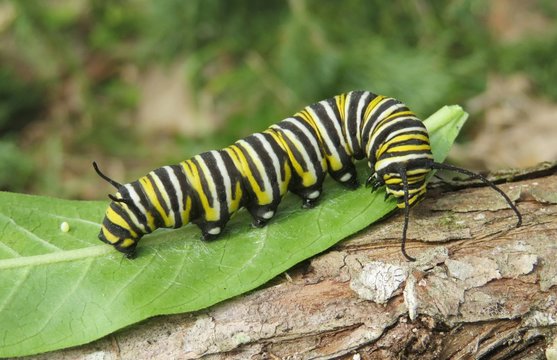 Monarch caterpillar on green leaf in Florida nature, closeup 