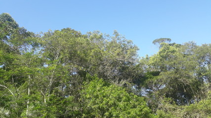 sky blue and green trees
