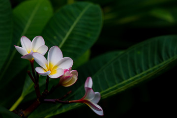 Pink, yellow, and white plumeria growing in garden