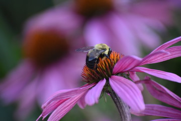 Bee on a flower