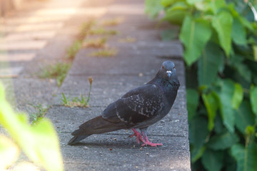 Close-up  gray pigeon  on the road with warm light.