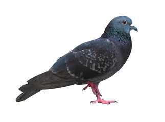 Full body of gray pigeon and red leg isolated on white background with clipping path.