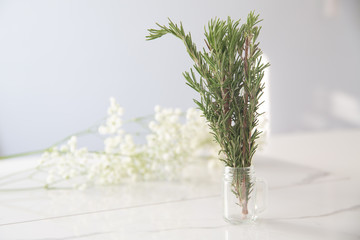 Rosemary Plants over white