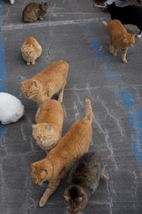 愛媛県大洲市アオシマ　　　猫