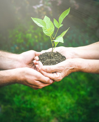 Young and senior hands holding green plant. Elderly woman with wrinkled hands gives a green plant to a young man in sunlight, blurred green background. Ecology, life, Earth, new generation concept.