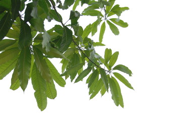 foliage
