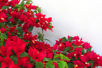 Beautiful pink and red flowers background . Close-up