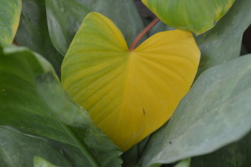 Yellow decorative foliage surrounded by green leaves