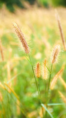 ears of wheat nature background. cattails flower outdoor summer