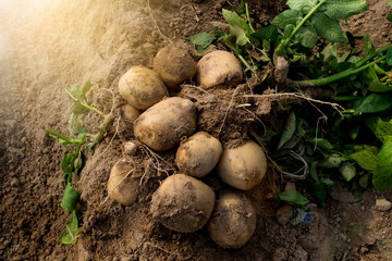 Fresh organic potatoes in the fields, raw potatoes.