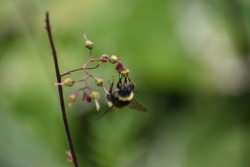 Hanging Bee