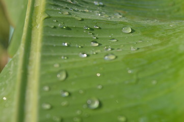 Morning dew on the surface of green banana leaves