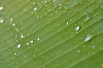 Morning dew on the surface of green banana leaves