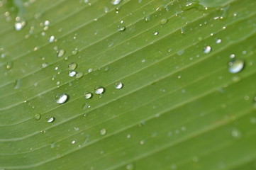 Morning dew on the surface of green banana leaves