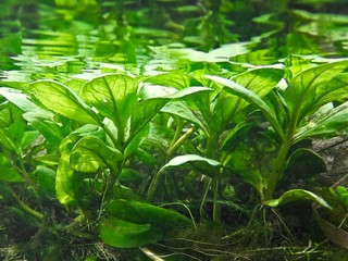 background of green leaves
