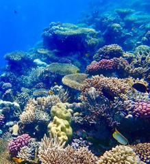 coral reef with fish