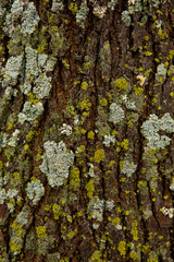 Textured background of a tree. Green moss.