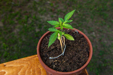Selective focus closeup of potted cannabis plant shot from above. Marijuana plant perched on a wooden table, out of focus soil and grass in background. 