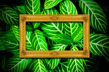 Gold wooden frame on green leaves texture background.