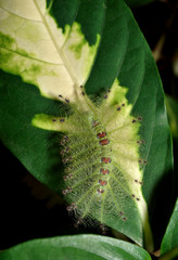 Caterpillar of the Common Gaudy Baron butterfly on green leaf