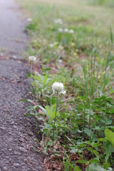 flower next to road