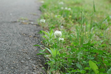 flower next to road