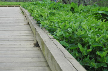 Fototapeta na wymiar wooden nature boardwalk
