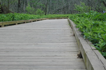 Obraz premium wooden nature boardwalk