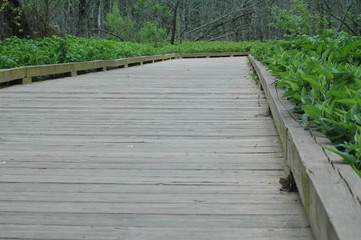wooden nature boardwalk