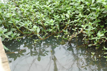 Naklejka premium plants by water