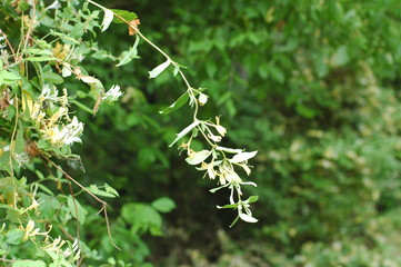 honeysuckle
