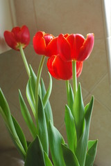 red tulips