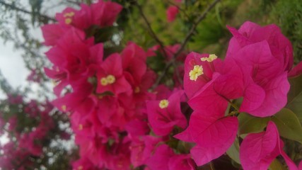 flowers in the garden