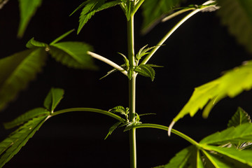Fototapeta premium Closeup selective focus shot of cannabis plant stem with small baby leaves sprouting. Blurry out of focus leaves in both the foreground and background.