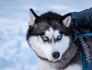 Portrait of the Siberian Husky dog black and white colour with blue eyes in winter.