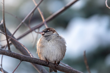 Sparrow sits on a branch without leaves.