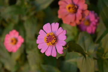 Zinnia flowers with blurred background.